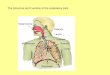 The Structure and Function of the respiratory tract