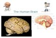 The Human Brain. Tools for Viewing Brain Structure and Activity  EEG Electroencephalogram measures electrical currents across the brain Measure brain
