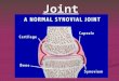 Joint. JOINT ARCHITECTURE EPIPHYSEAL BONE EPIPHYSEAL BONE CARTILAGE CARTILAGE SYNOVIAL MEMBRANE SYNOVIAL MEMBRANE CAPSULE CAPSULE LIGAMENTS LIGAMENTS