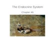 The Endocrine System Chapter 46. Types of Chemical Messengers Hormone –Regulatory chemical that is secreted into extracellular fluid and carried by the