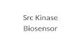Src Kinase Biosensor. Outline 1.Src Kinase Introduction 2.Impacts of Src 3.Src reporter components  FPs (tECFP/EYFP)  SH2  Flexible linker  Substrate