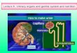 Lecture 5 : Urinary organs and genital system and nutrition How to make urine Kidney capillary Glomerulus Convoluted tubule