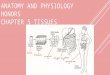 ANATOMY AND PHYSIOLOGY HONORS CHAPTER 5 TISSUES. INTRO TO TISSUES  Please copy the following for your notes and answer while we are watching this. 1