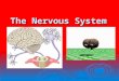 The Nervous System. Essential Question  How does the nervous system promote homeostasis in the body