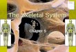 The Skeletal System Chapter 5 Notes.  Composed bones, ligaments, tendons, and cartilages. 1.Support  bones of the legs, pelvic girdle, and vertebral
