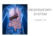 RESPIRATORY SYSTEM Chapter 19. PRIMARY FUNCTIONS Exchange gases (oxygen and CO2) Produce vocal sounds Sense of smell Regulation of blood PH