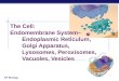 AP Biology The Cell: Endomembrane System– Endoplasmic Reticulum, Golgi Apparatus, Lysosomes, Peroxisomes, Vacuoles, Vesicles