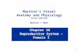 1 Chapter 25 Reproductive System – Female I Lecture 22 Martini’s Visual Anatomy and Physiology First Edition Martini  Ober