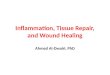 Inflammation, Tissue Repair, and Wound Healing Ahmed Al-Dwairi, PhD