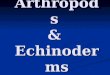 Arthropods & Echinoderms. Phylum Arthropoda Well-Known Subdivisions of Phylum Arthropoda Class Arachnida Class Arachnida Order Scorpiones (scorpions)