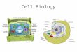 Cell Biology. Cells Definition: The smallest most basic unit of all living things that is still considered alive. Examples of cells: bacteria, muscle