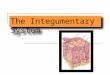The Integumentary System. The organs of the integumentary system include 1.The skin. 2.The accessory structures of the skin, which include: a)Hair b)Arrector