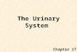 The Urinary System Chapter 17. Introduction The urinary system consists of –two kidneys that filter the blood, –two ureters, –a urinary bladder, and –a