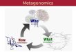 Metagenomics. What is metagenomics Cloning genes from the environment, screening for function 16S sequencing Random community genomics Eukaryotic metagenomics