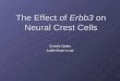 The Effect of Erbb3 on Neural Crest Cells Christie Ojiaku Judith Eisen’s Lab