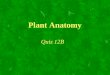 Plant Anatomy Quiz 12B. Two important characteristics of plant cells cell walls plastids