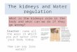 The kidneys and Water regulation Starter: name all the ways in which you put water into your body today. How can you lose water? What is the kidneys role