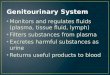 Monitors and regulates fluids (plasma, tissue fluid, lymph) Filters substances from plasma Excretes harmful substances as urine Returns useful products