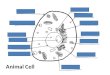 Animal Cell. Plant Cell Journey through the cell  f24  f24