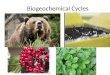 Biogeochemical Cycles. I. Cycling in Nature A.The structure of ecosystems is influenced by the availability of nutrients and energy. B.The elemen ts essential