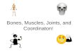 Bones, Muscles, Joints, and Coordinaton!. Bones! What are the three functions of bones? –Support –Movement –Protection