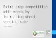 Extra crop competition with weeds by increasing wheat seeding rate Peter Newman