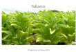 Tobacco Prepared by Mr. Shoup 2015. Tobacco History Mayan Indians used tobacco Huron Indians introduced tobacco to the white man. Christopher Columbus