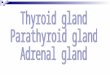 Thyroid glands are located in the neck, in close approximation to the first part of the trachea. In humans, the thyroid gland has a "butterfly" shape,