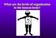 What are the levels of organization in the human body?
