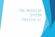 THE MUSCULAR SYSTEM (Section 2). WARM-UP  Complete the BONES QUIZ  BONUS QUESTION! (WORTH ONE POINT) NAME ONE TYPE OF MOVABLE JOINT