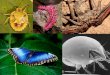 ArthropodsChapter 36 Chapter 36 Phylum Arthropoda Section 36.1 Video