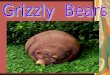 As winter approaches, brown bears - often called grizzly bears - prepare for a long hibernation. During the autumn a brown bear eats practically around