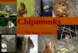 Chipmunks By Hope Rooker. What Eastern Chipmunks Eat Eastern Chipmunks eat grasshoppers. Eastern Chipmunks eat grasshoppers. They also eat nuts. They