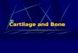 Cartilage and Bone. 1. Cartilage: organ=Cartilage tissue+perichondrium