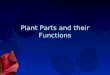 Plant Parts and their Functions Leaves-Internal
