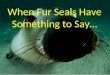 When Fur Seals Have Something to Say…
