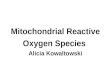 Mitochondrial Reactive Oxygen Species Alicia Kowaltowski