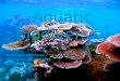 Aquatic Biodiversity Brittney arellana Nicolette Benedetti Nairelis Real