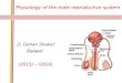 Physiology of the male reproductive system D. Gehan Shaker Badawi (2015) – (2016)