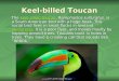Keel-billed Toucan The keel-billed toucan, Ramphastos sulfuratus, is a South American bird with a huge beak. This social bird lives in small flocks in