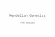 Mendelian Genetics The Basics. Gregor Mendel Mendel was an Austrian monk who published his research on the inheritance of pea plant characteristics in