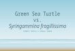Green Sea Turtle vs. Syringammina fragillissima KIMBERLY HORSFALL & KENDALL BOWMAN