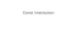 Gene Interaction. “Standard” interpretation of complementation test Hawley & Gilliland (2006) Fig. 1
