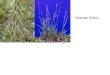 Sideoats Grama. Big bluestem Horsetails Prairie Coneflower