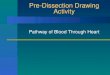Pre-Dissection Drawing Activity Pathway of Blood Through Heart