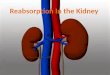 Reabsorption In the Kidney. Objectives 1)Describe the general structure of the kidney, the nephron, and associated blood vessels 2)Explain the functioning