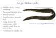 Anguillidae (eels) Eel-like body (long, slender) Terminal mouth; jaws Small opercle Small scales; smooth skin Long dorsal fin continuous with caudal, anal