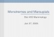 Monotremes and Marsupials Biol 455 Mammalogy Jan 27, 2005