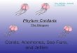 Corals, Anemones, Sea Fans, and Jellies Phylum Cnidaria The Stingers Box Jellyfish - Irukandji - YouTube