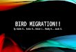 BIRD MIGRATION!! By Kaleb K., Katie B., Katie J., Maddy H., Jacob G
